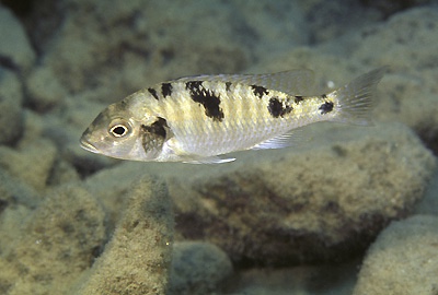 Tramitichromis intermedius 'Cobwe'